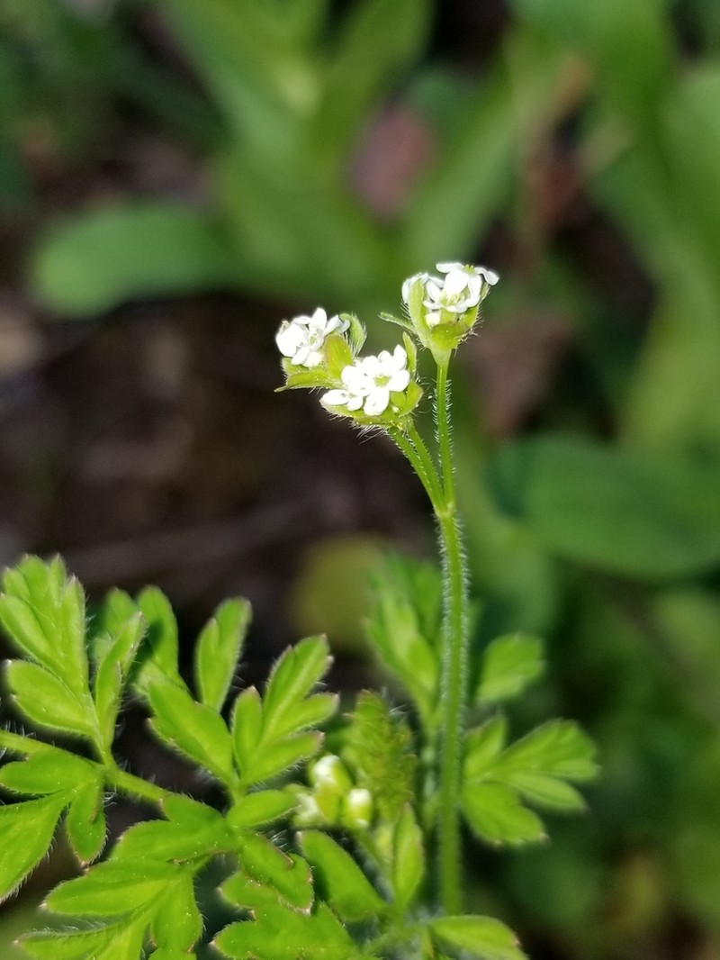 Chaerophyllum shortii photo 5