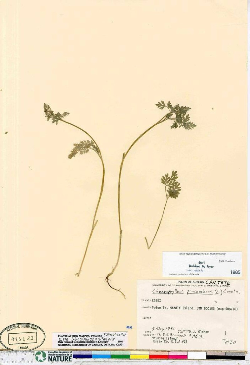 Chaerophyllum shortii photo 6