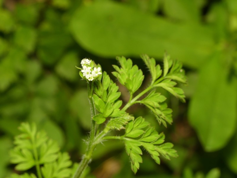 Chaerophyllum shortii photo 7