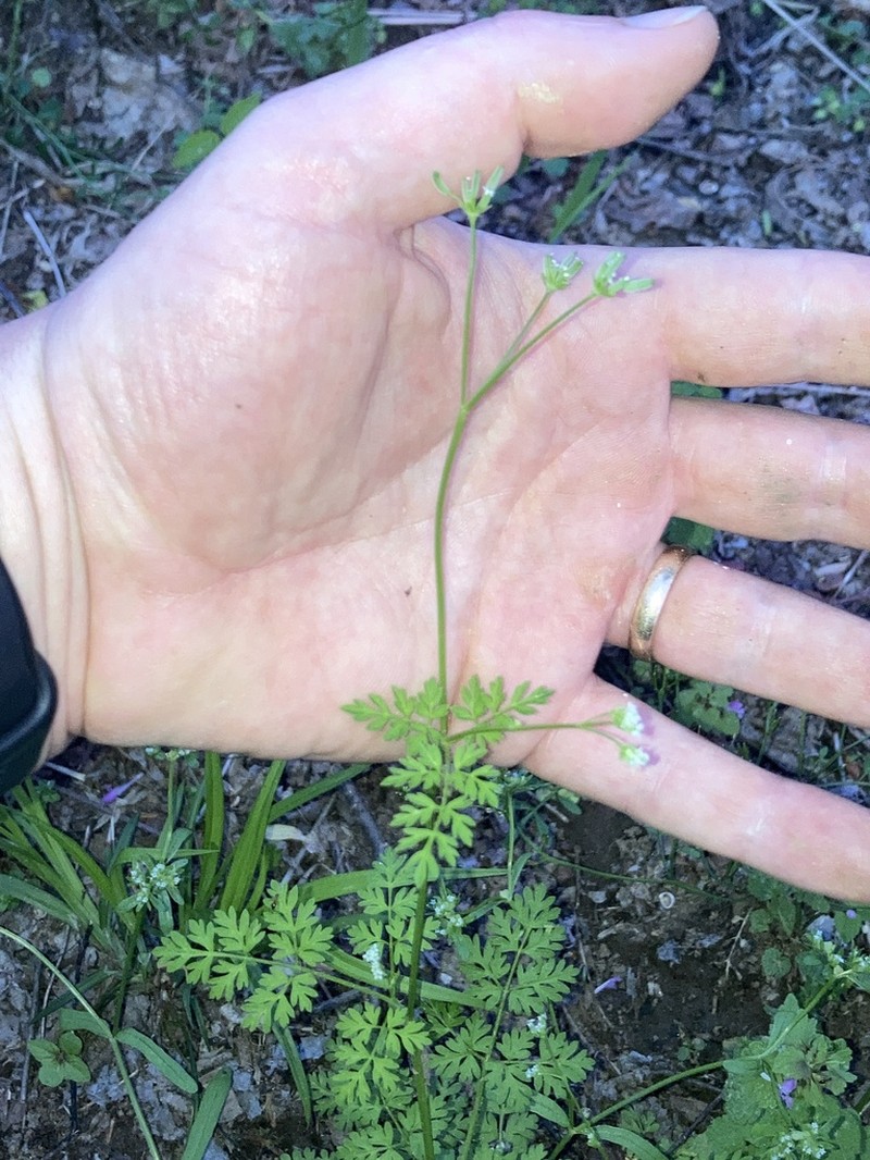 Chaerophyllum shortii photo 8