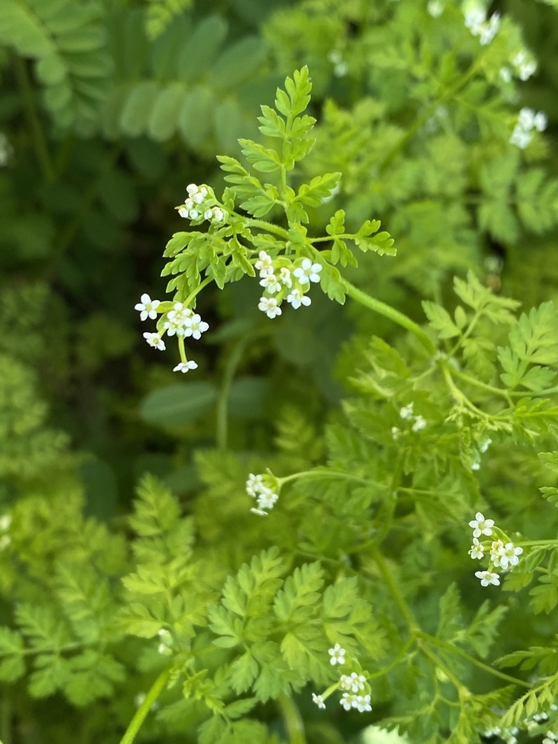 Hairyfruit Chervil