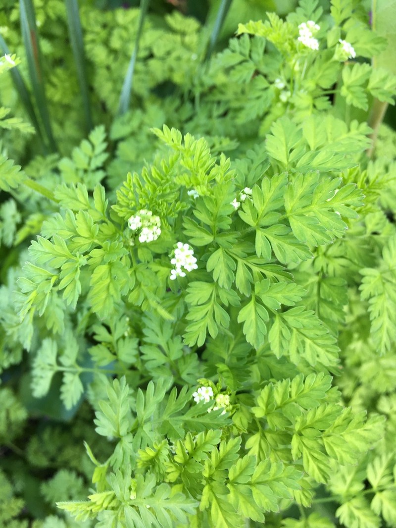 Hairyfruit Chervil photo 2