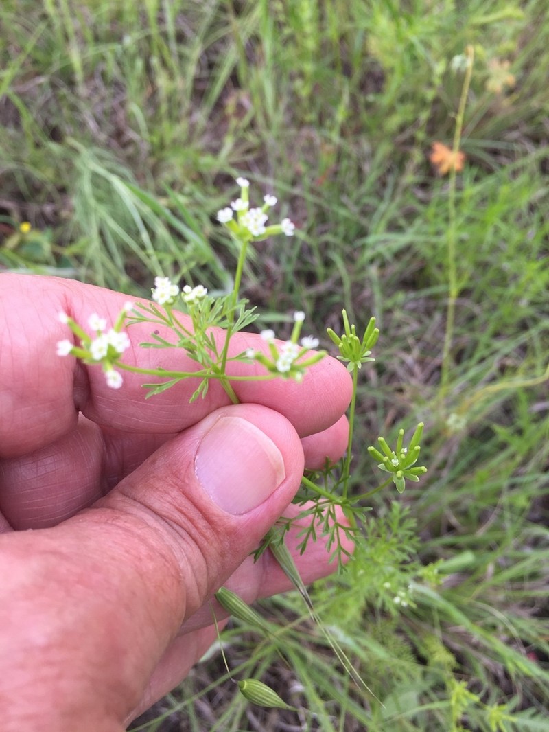 Hairyfruit Chervil photo 3
