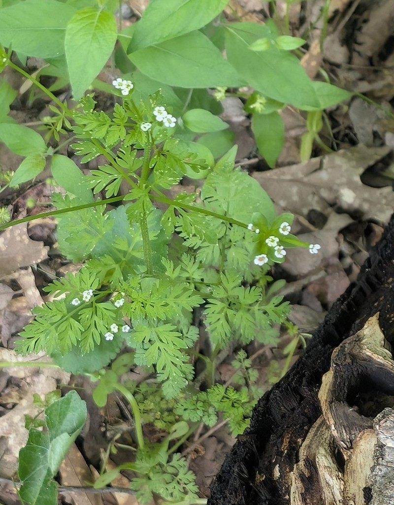 Hairyfruit Chervil photo 4