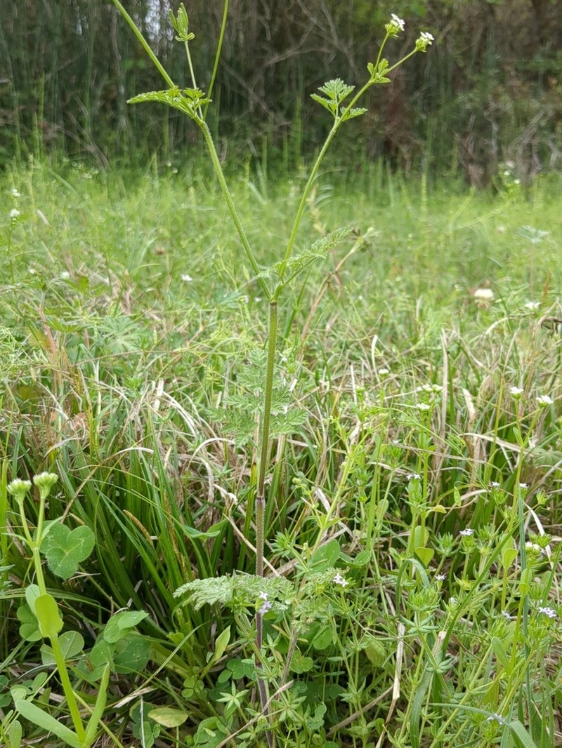 Hairyfruit Chervil photo 5