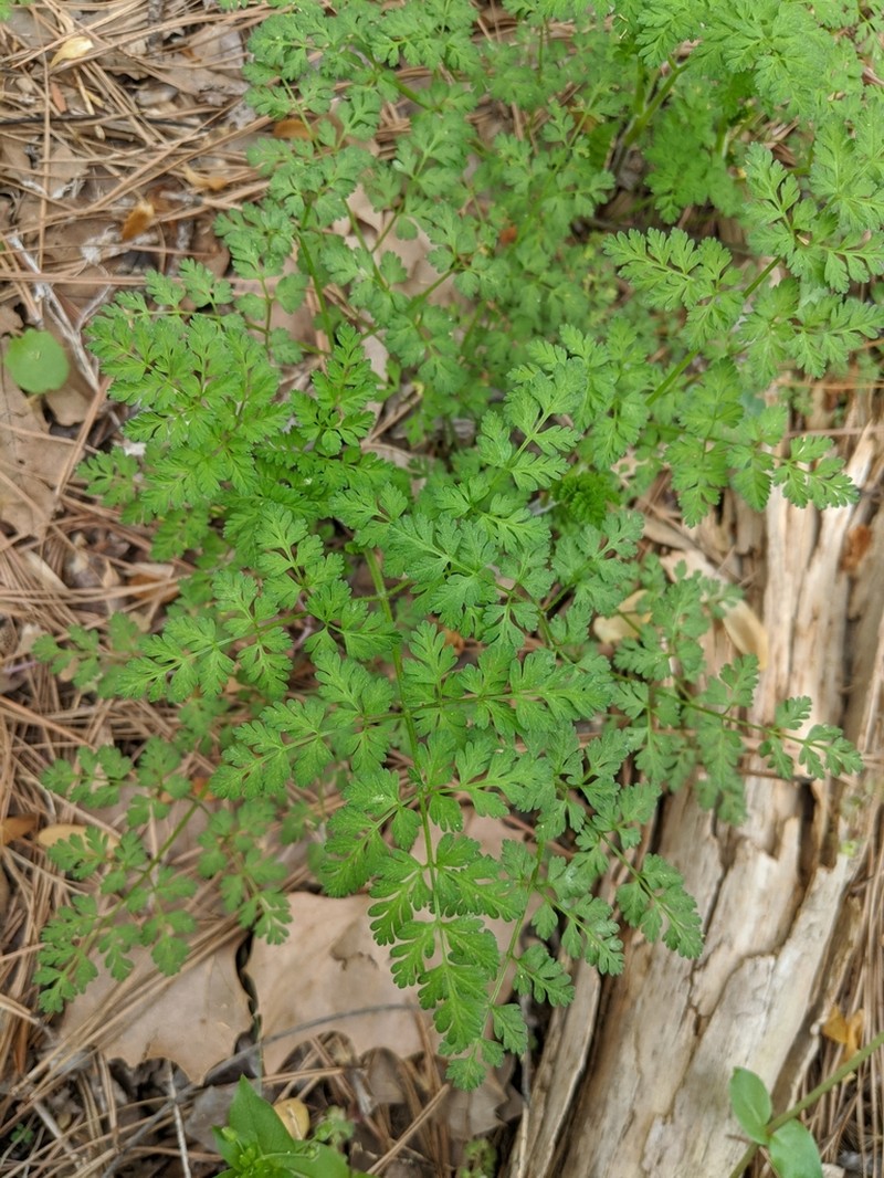 Hairyfruit Chervil photo 6