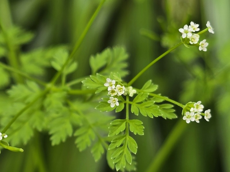 Hairyfruit Chervil photo 7