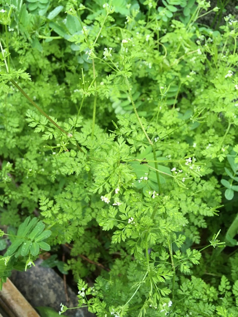 Hairyfruit Chervil photo 8
