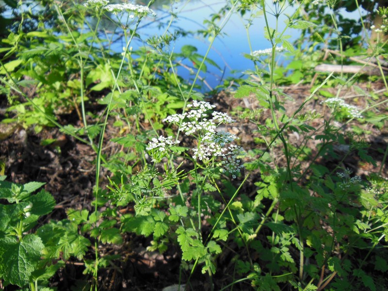 Rough Chervil photo 2