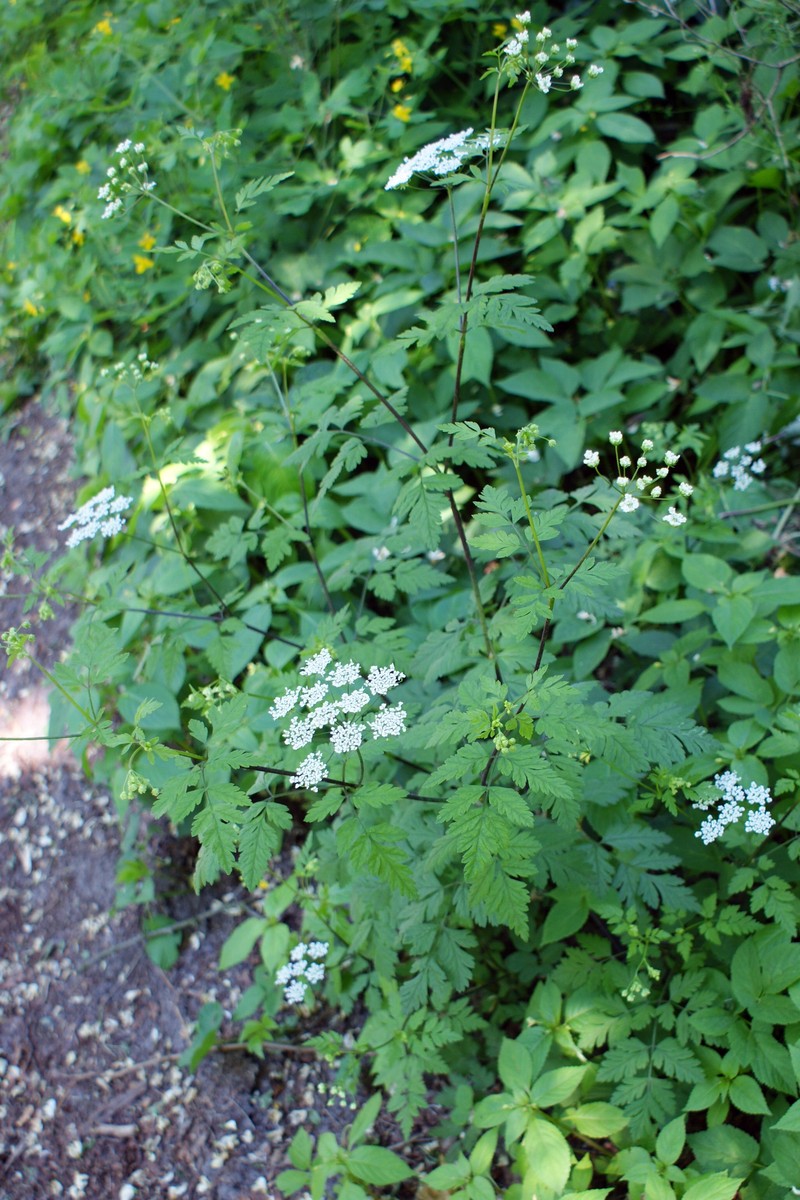 Rough Chervil photo 3