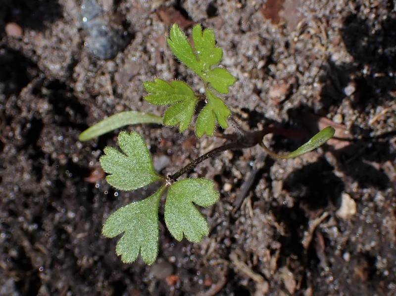 Rough Chervil photo 4