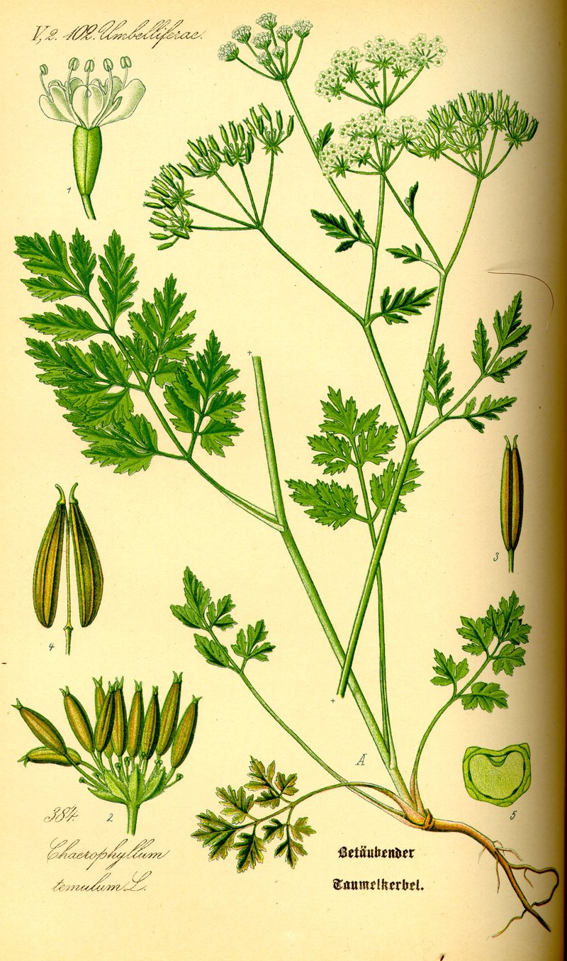 Rough Chervil