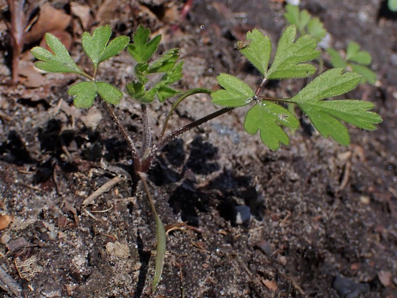 Rough Chervil photo 5
