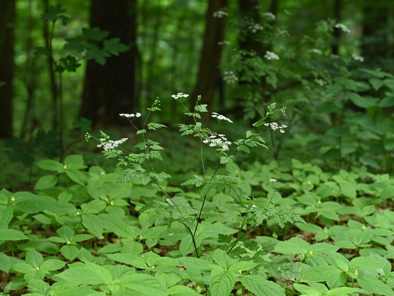 Rough Chervil photo 6
