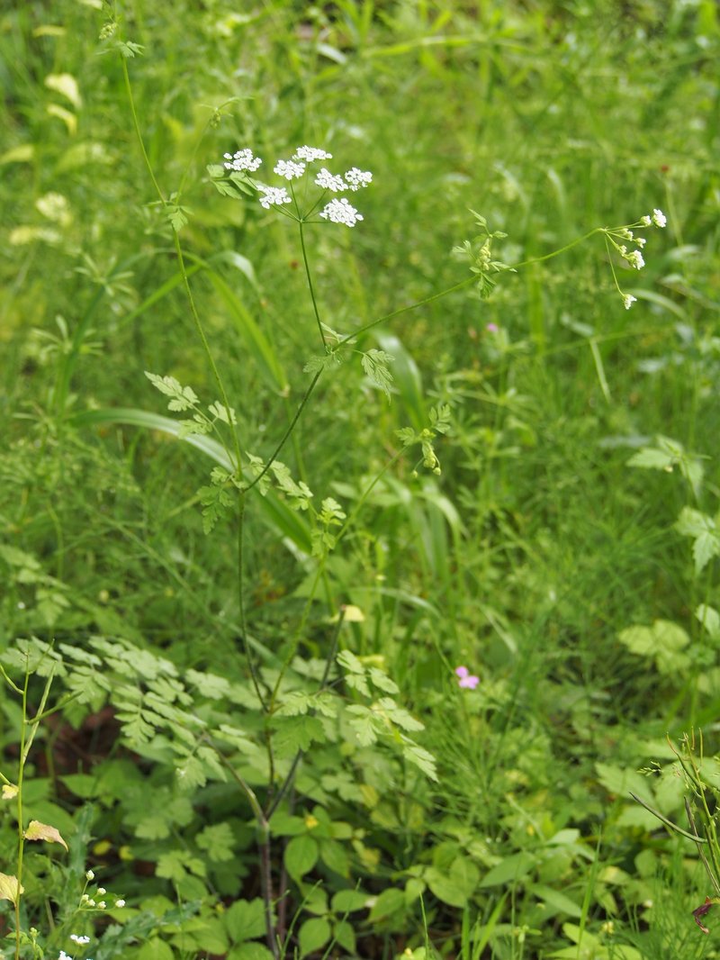 Rough Chervil photo 7