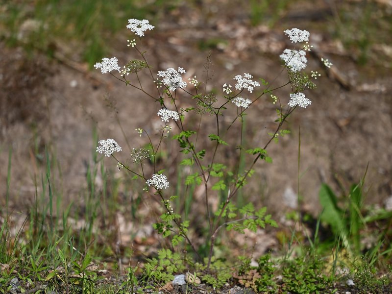 Rough Chervil photo 8