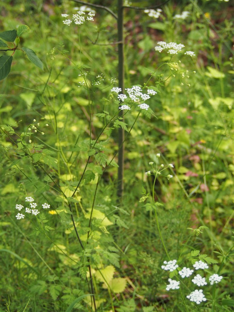 Rough Chervil photo 9