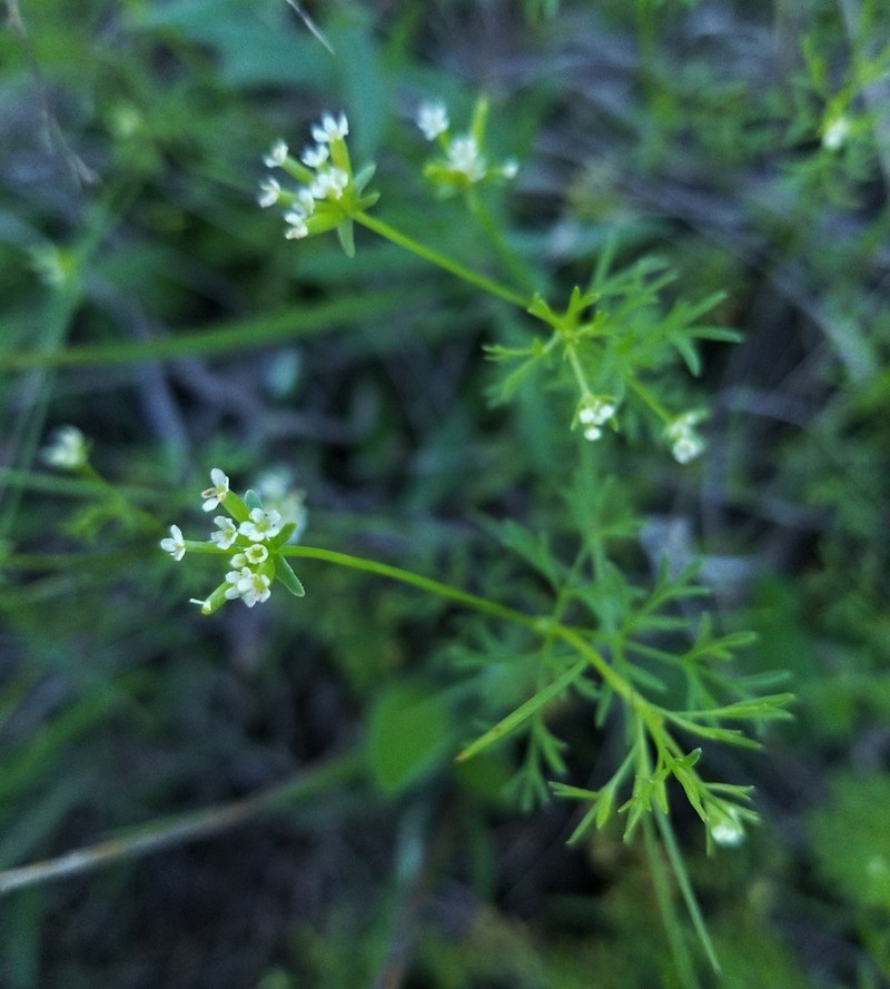 Chaerophyllum texanum