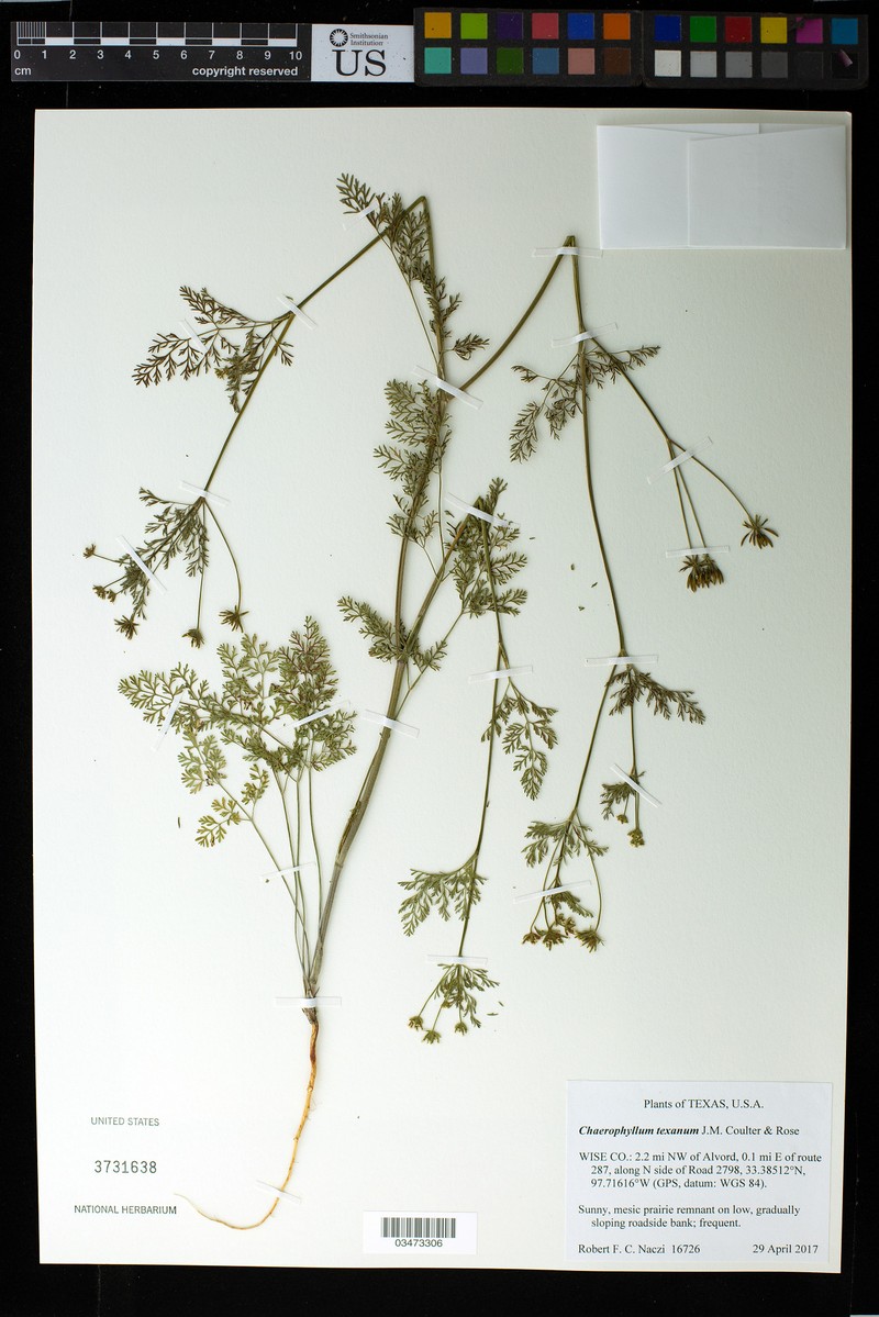 Chaerophyllum texanum photo 3