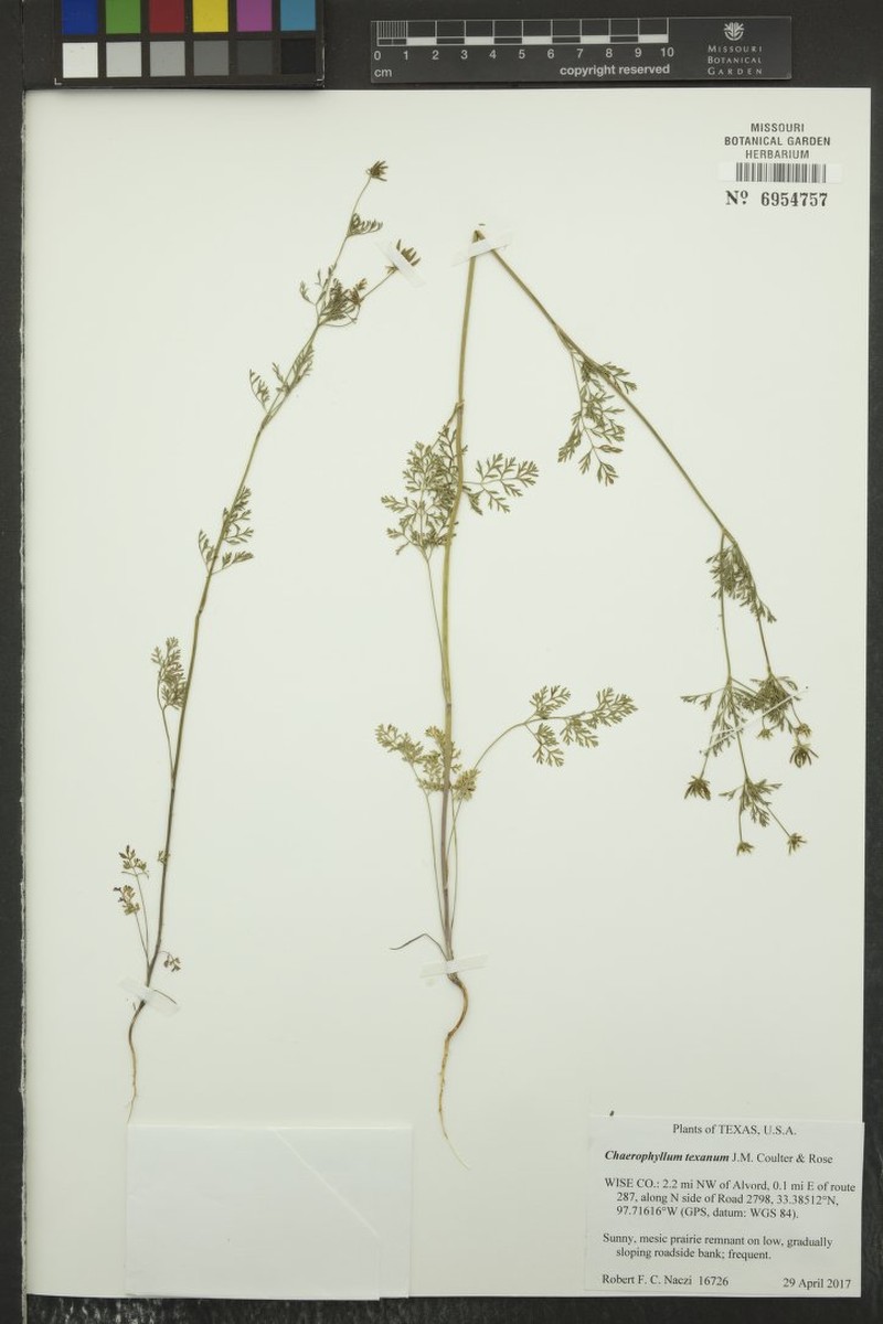 Chaerophyllum texanum photo 4