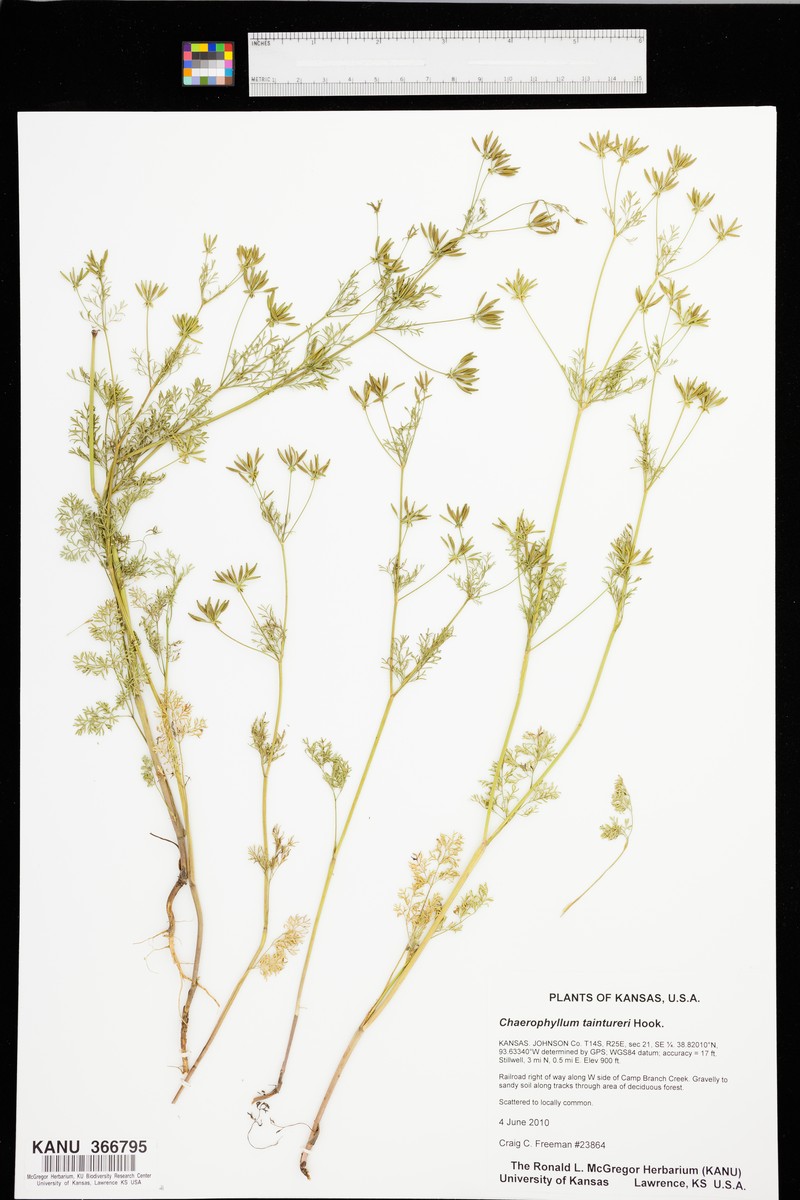Chaerophyllum texanum photo 5