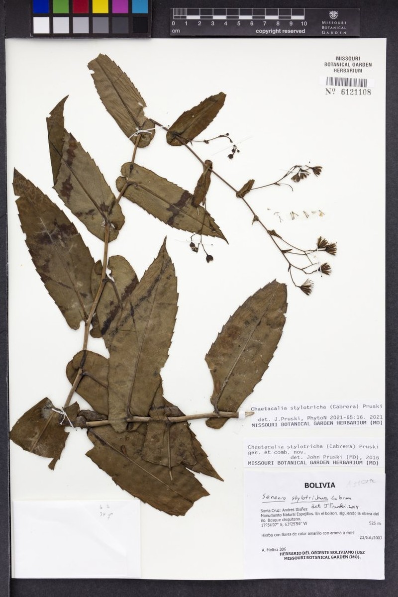 Chaetacalia stylotricha