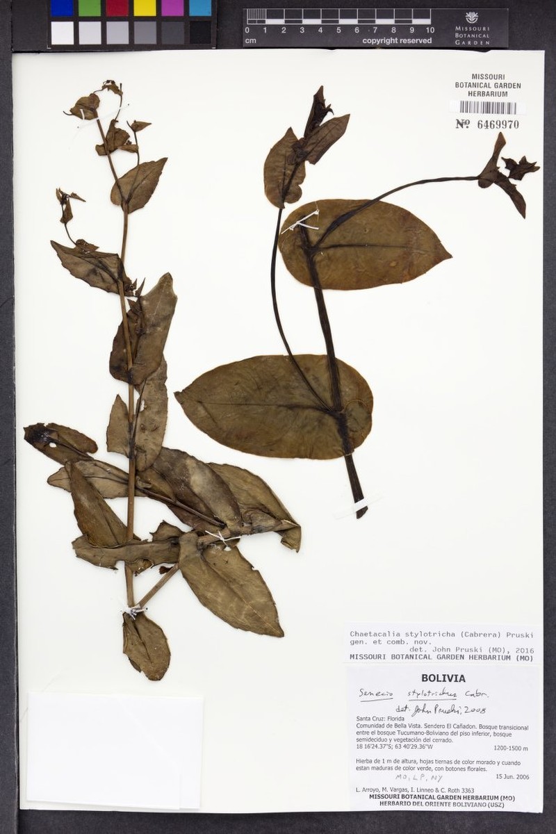 Chaetacalia stylotricha photo 2