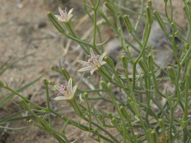 Wheeler's Skeletonweed
