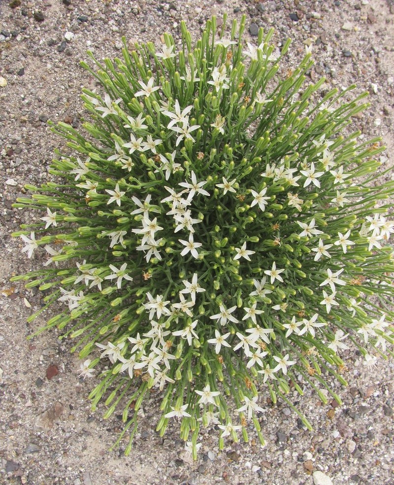 Wheeler's Skeletonweed