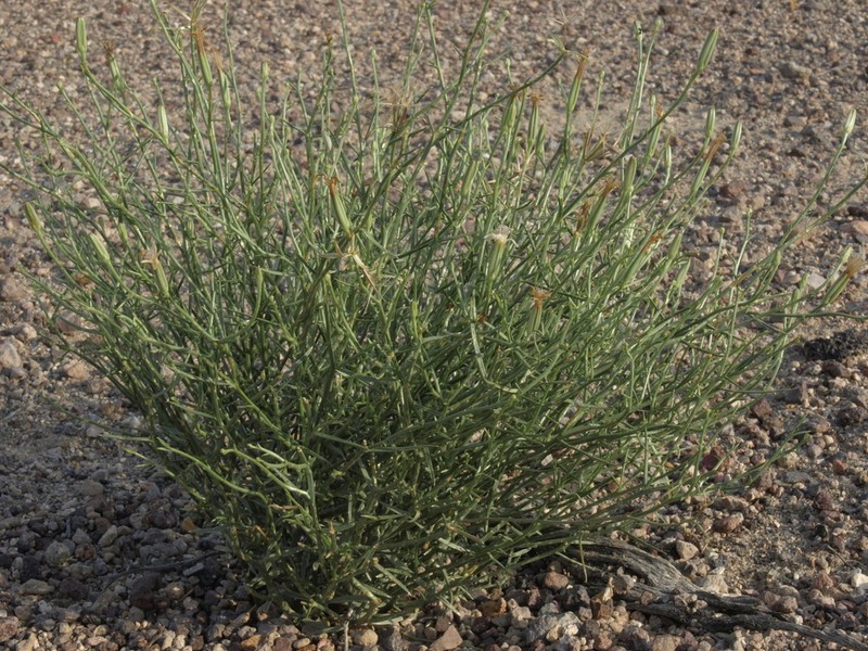 Wheeler's Skeletonweed photo 2