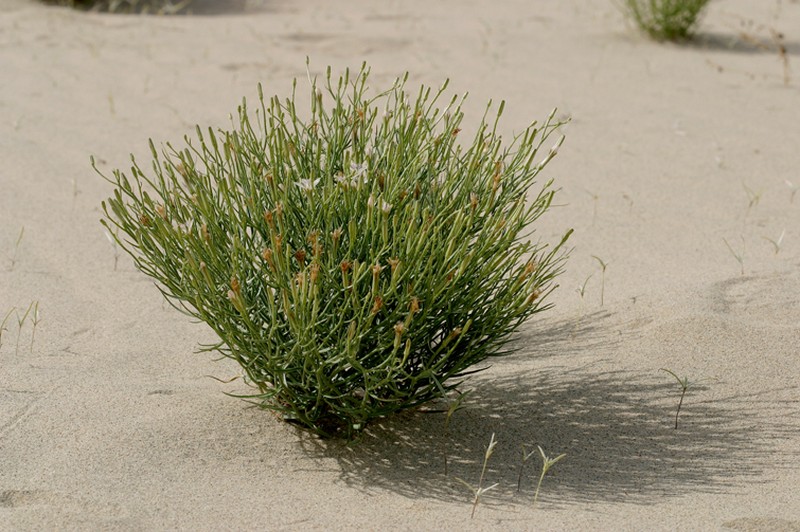 Wheeler's Skeletonweed photo 3