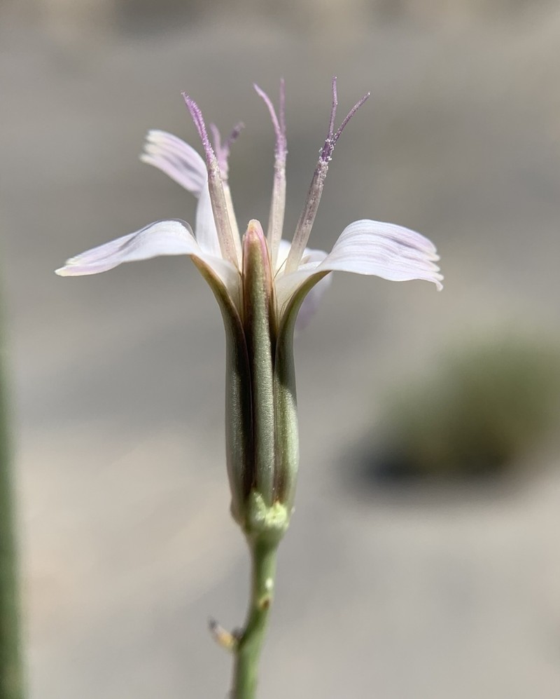 Wheeler's Skeletonweed photo 6
