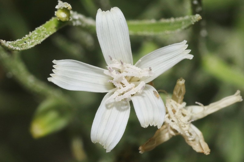 Wheeler's Skeletonweed photo 7