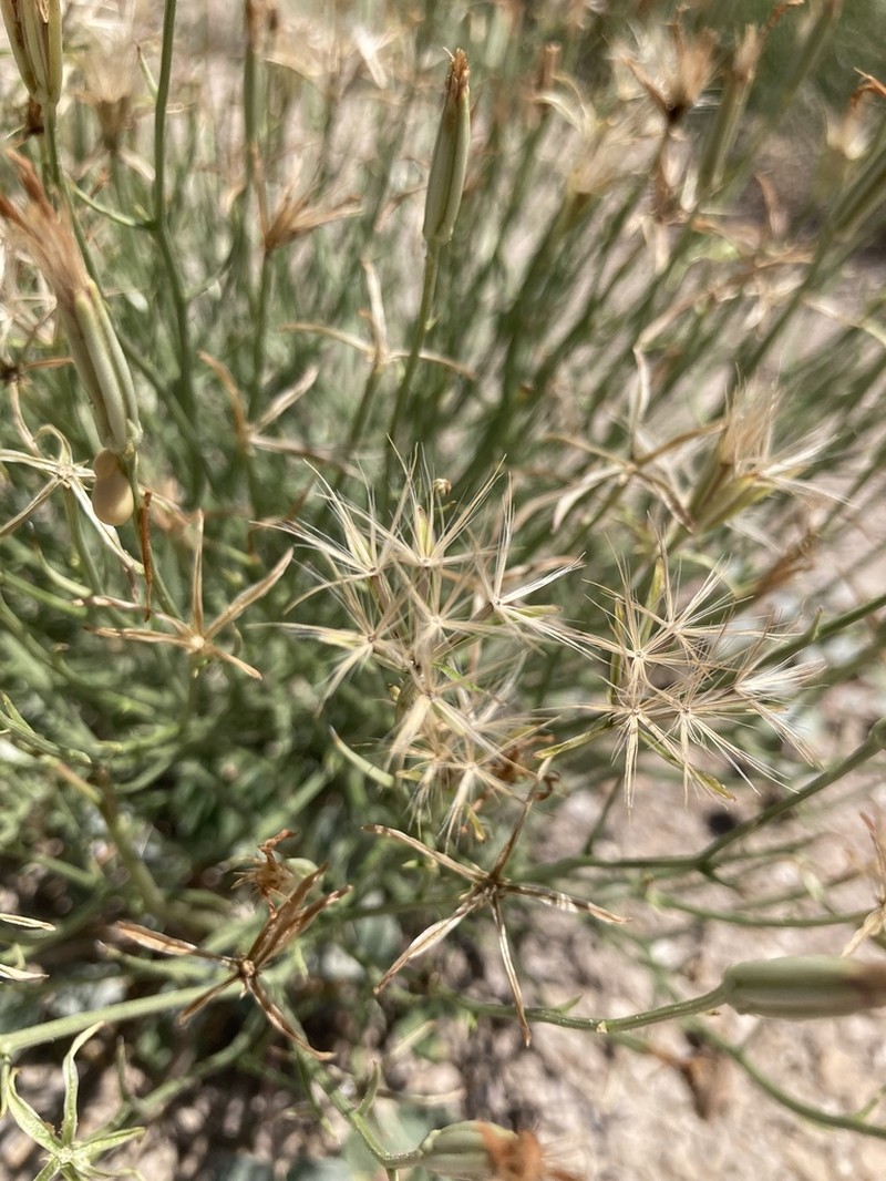 Wheeler's Skeletonweed photo 8
