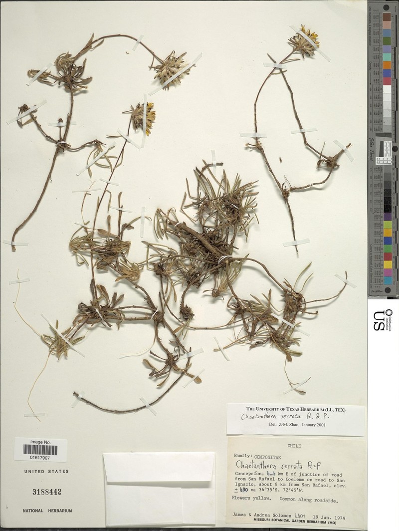 Chaetanthera × serrata