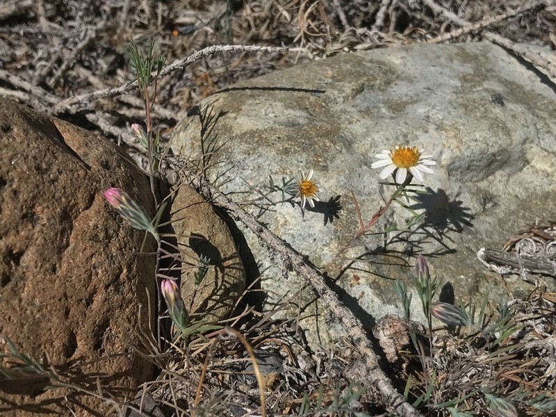 Chaetanthera albiflora