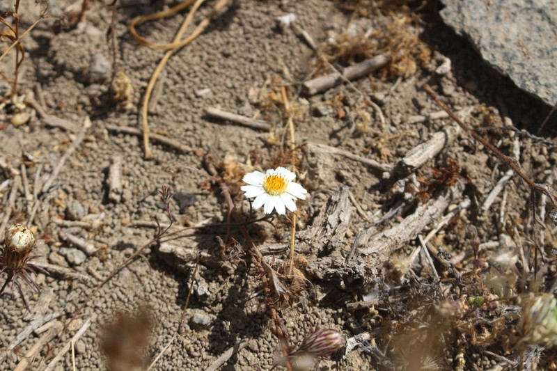 Chaetanthera albiflora photo 2