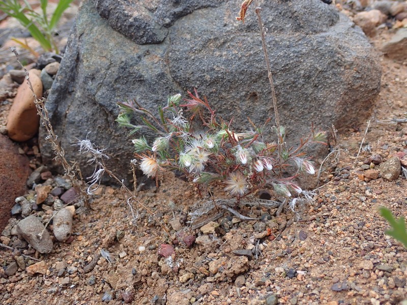 Chaetanthera albiflora photo 3