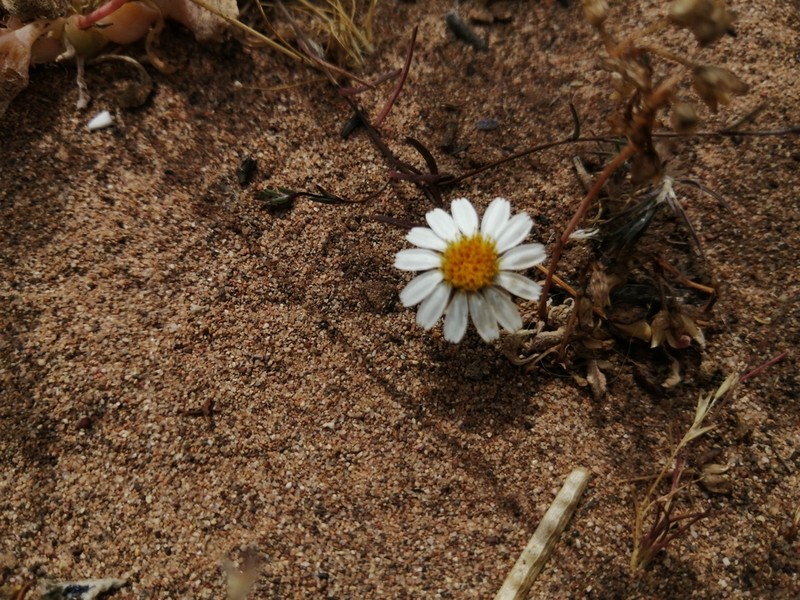 Chaetanthera albiflora photo 4