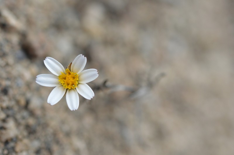 Chaetanthera albiflora photo 5