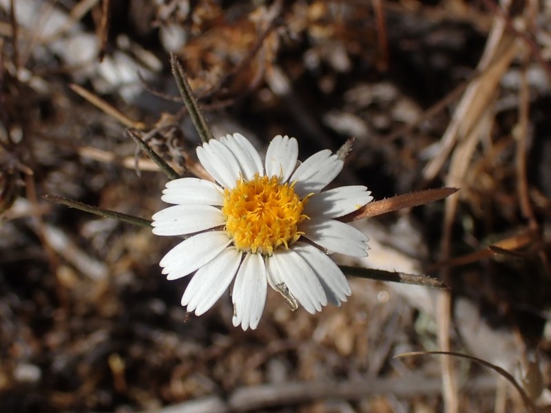Chaetanthera albiflora photo 6