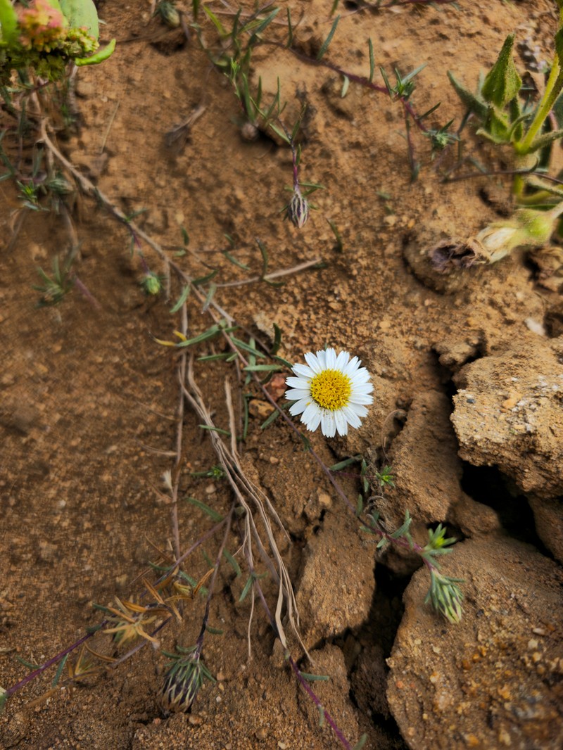 Chaetanthera albiflora photo 7