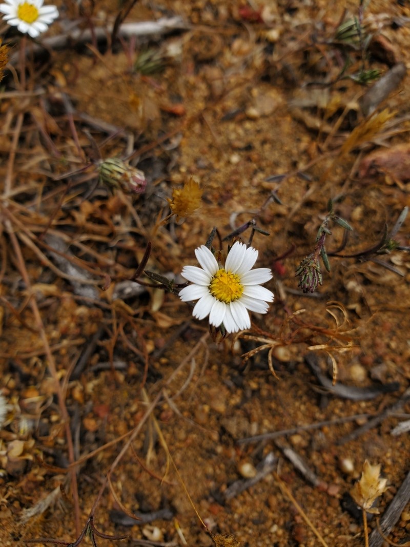 Chaetanthera albiflora photo 8
