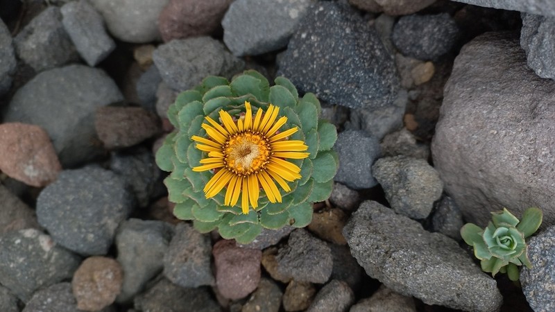 Chaetanthera callaquiensis