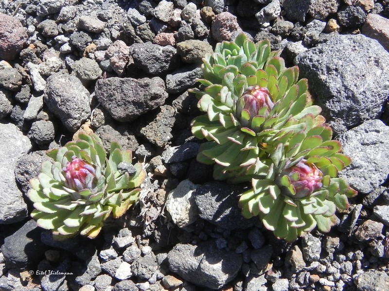 Chaetanthera callaquiensis photo 2