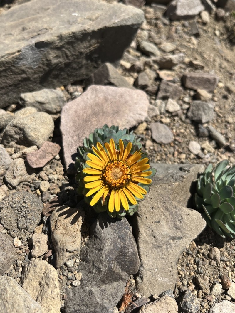 Chaetanthera callaquiensis photo 3