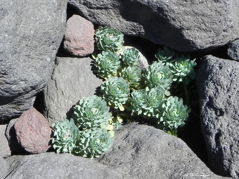 Chaetanthera callaquiensis photo 4