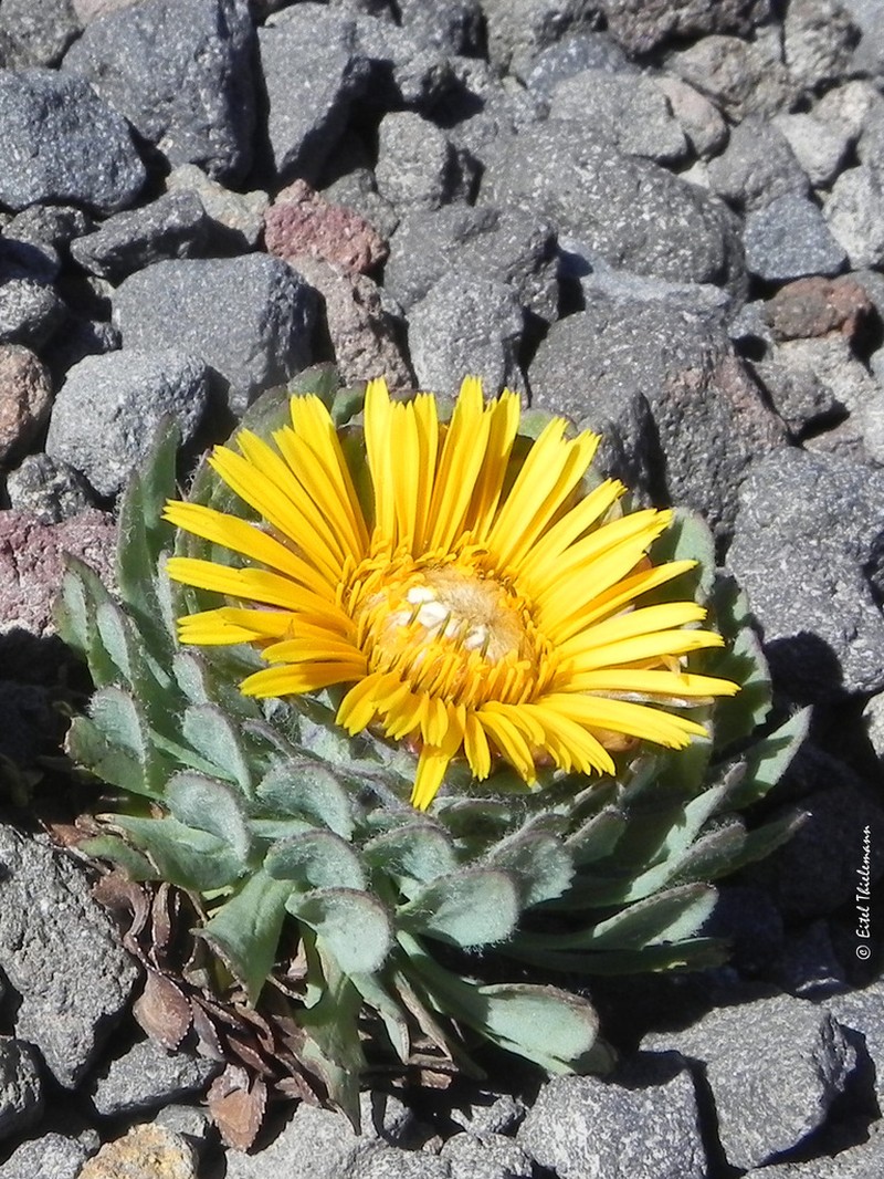Chaetanthera callaquiensis photo 5