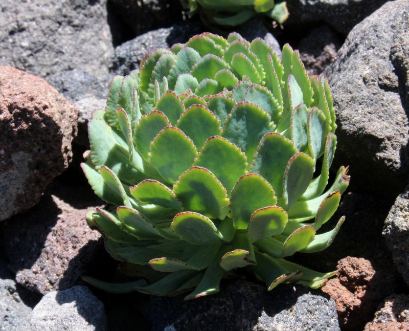 Chaetanthera callaquiensis photo 6