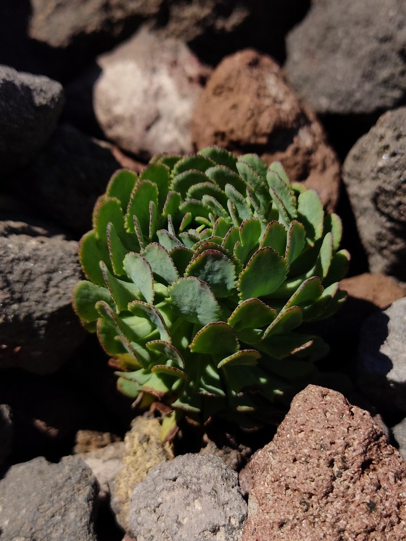 Chaetanthera callaquiensis photo 7